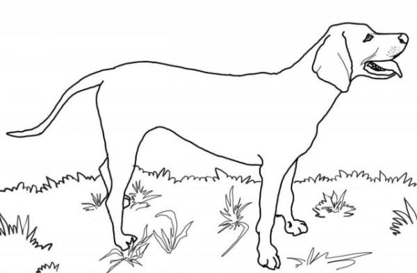 preview Great Dane coloring