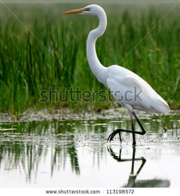 Great Egrets clipart