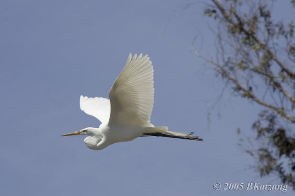 preview Great Egrets coloring