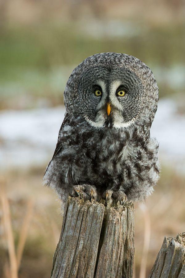Great Gray Owl clipart