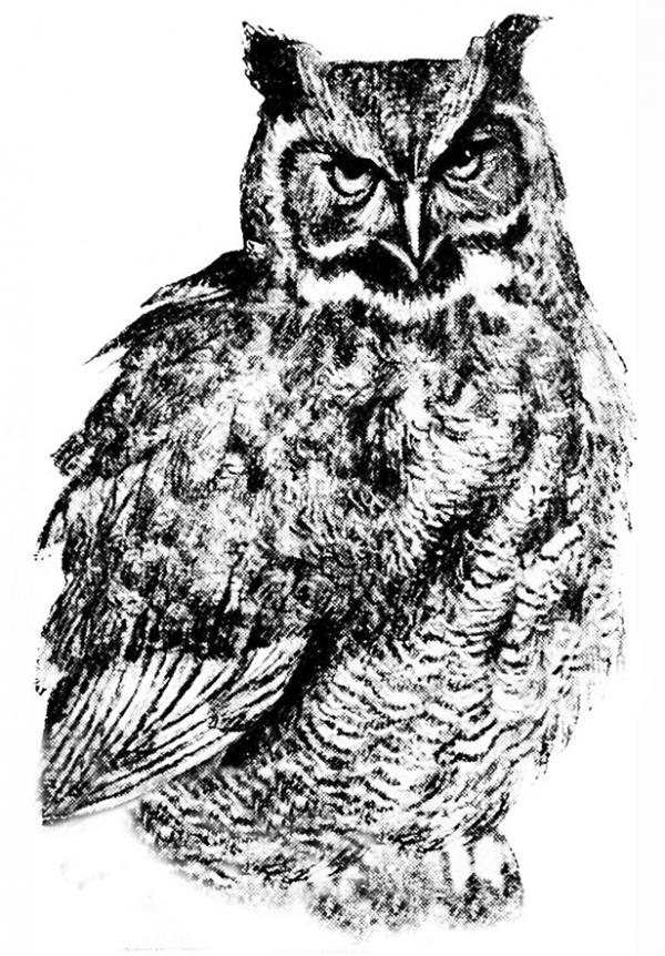Great Grey Owl clipart
