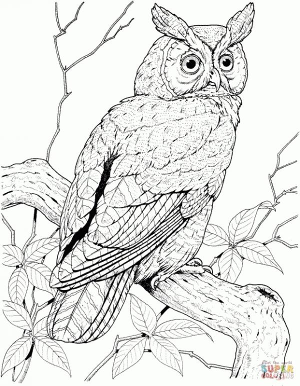 preview Great Grey Owl coloring