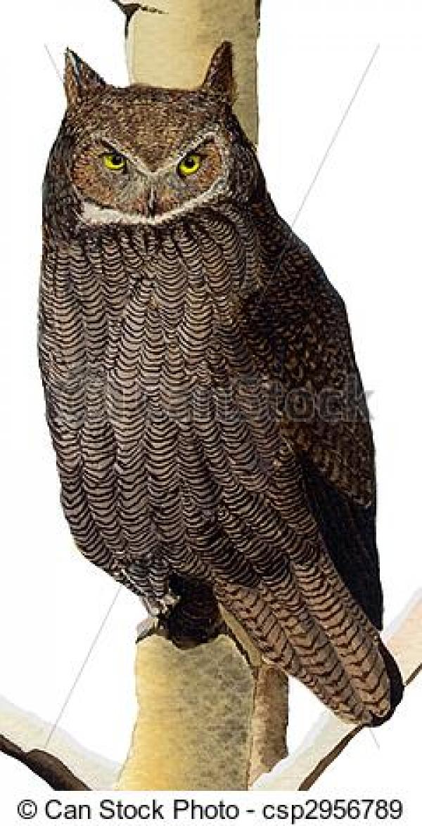 Horned Owl clipart