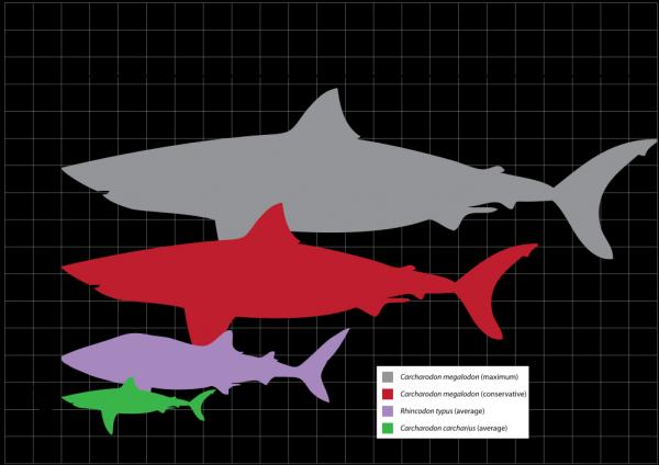 preview Great White Shark svg