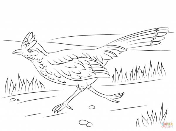 Greater Roadrunner coloring