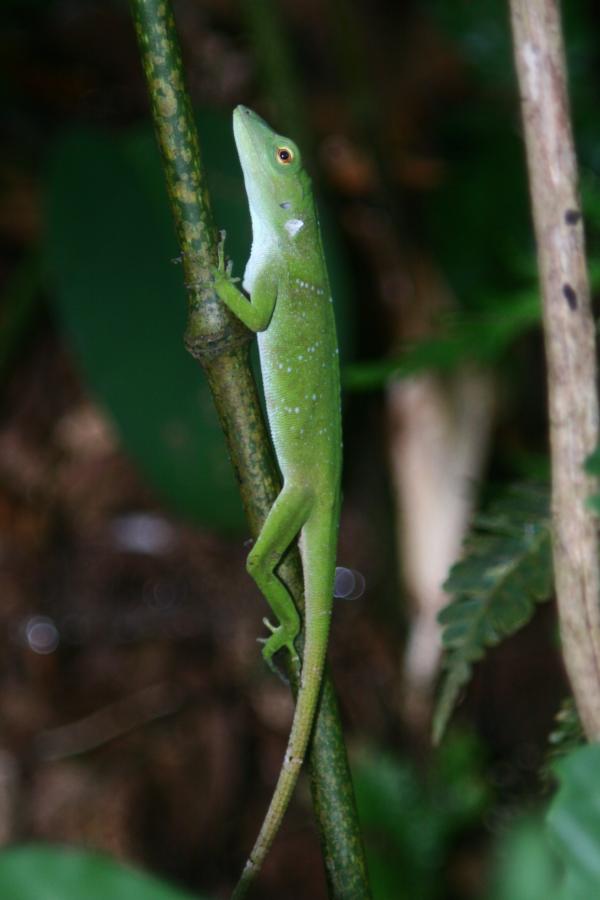 preview Green Anole svg