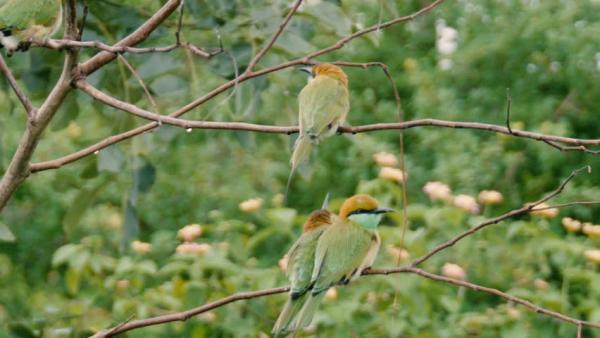 Green Bee-eater coloring