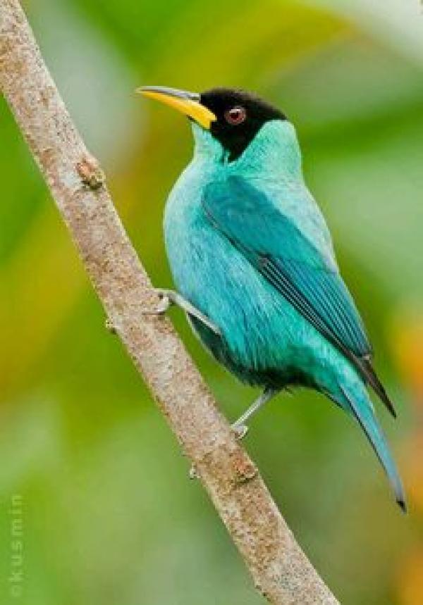 Green Honeycreeper coloring