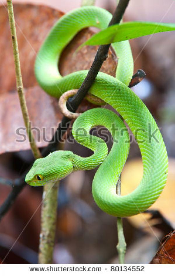 preview Green Pit Viper coloring