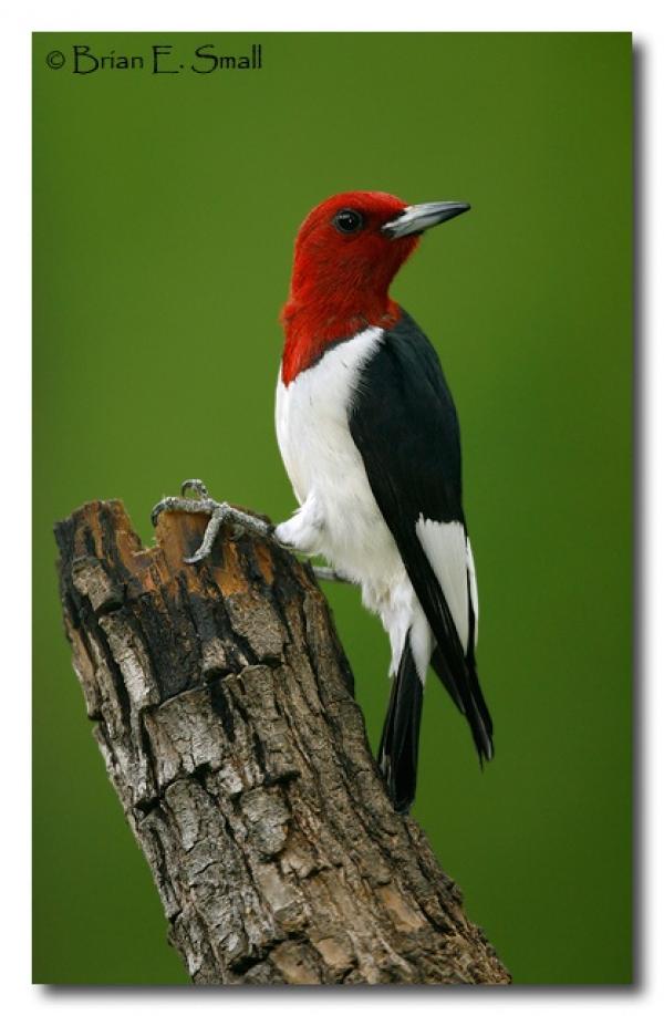 Green-barred Woodpecker clipart