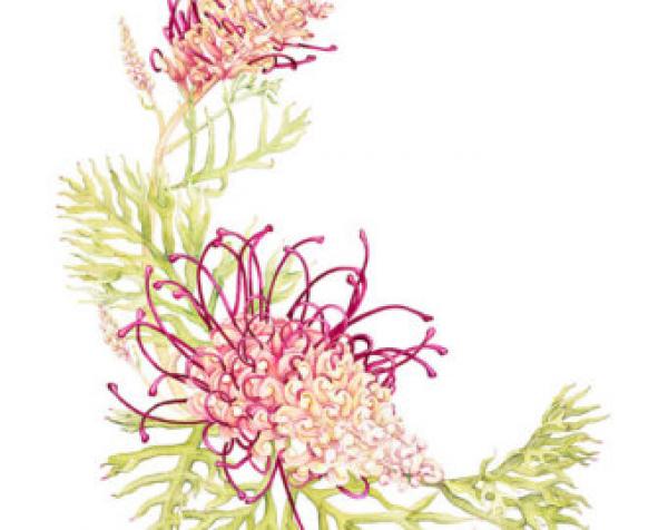 Grevillea clipart