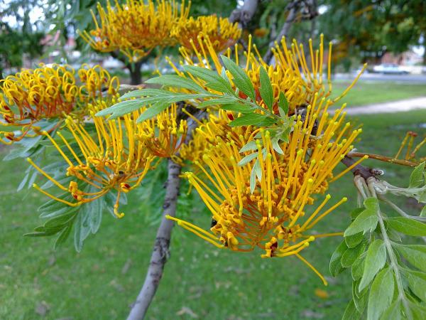 Grevillea svg