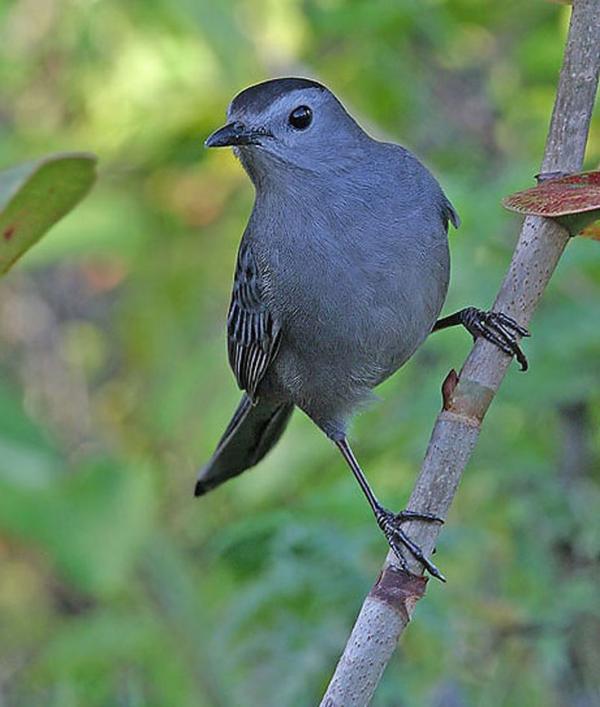 Grey Catbird clipart