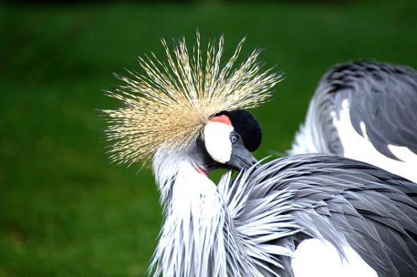 Grey Crowned Crane svg