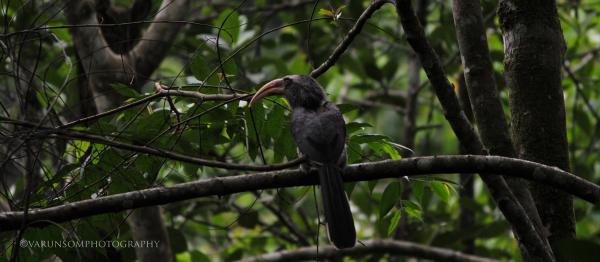 Grey Hornbill svg