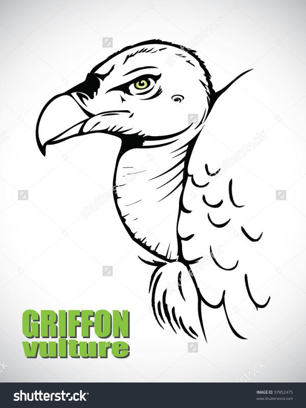 Griffon Vulture clipart