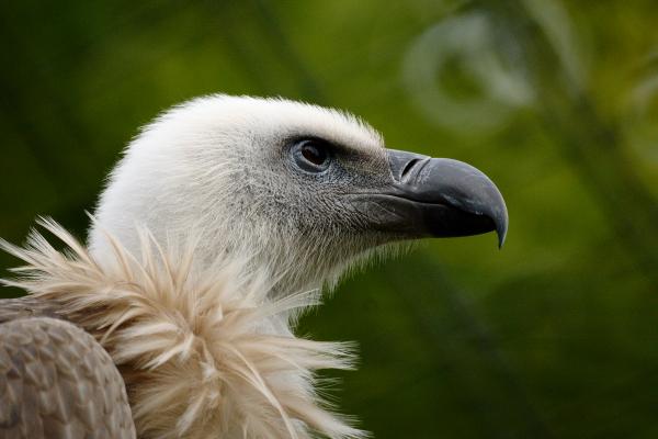 preview Griffon Vulture svg