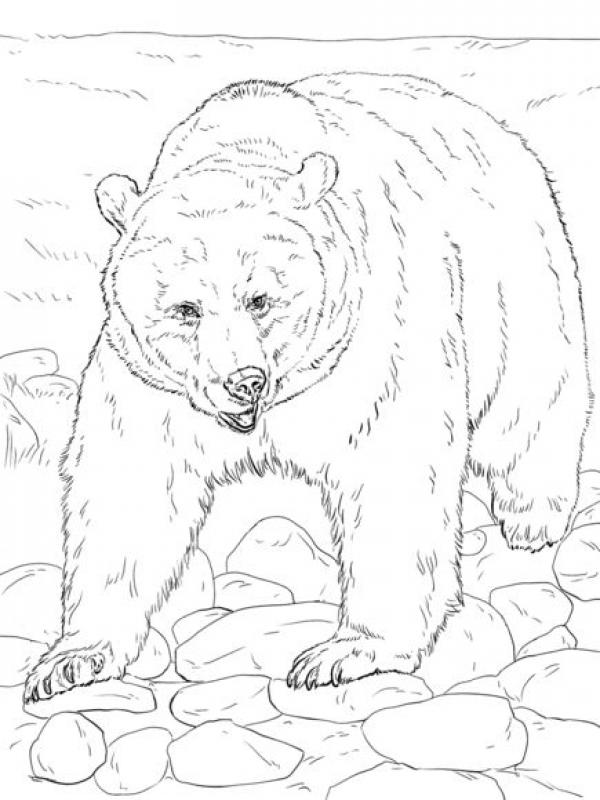 Kermode Bear coloring