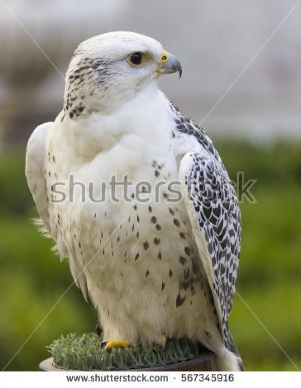 Gyrfalcon clipart