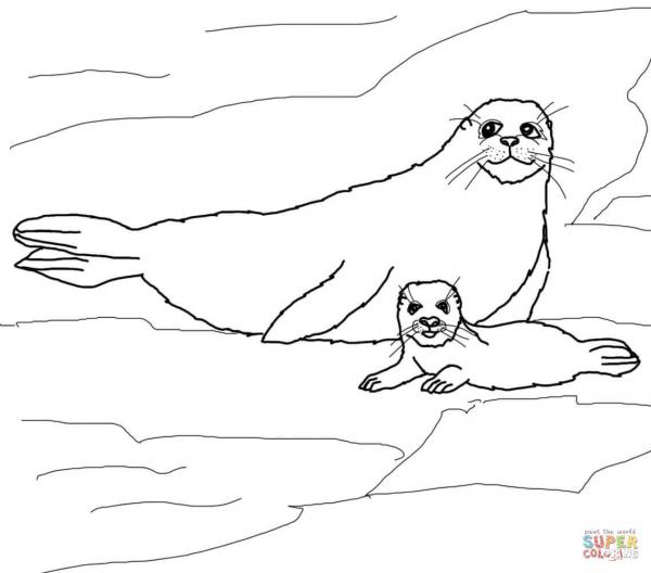 preview Seal coloring