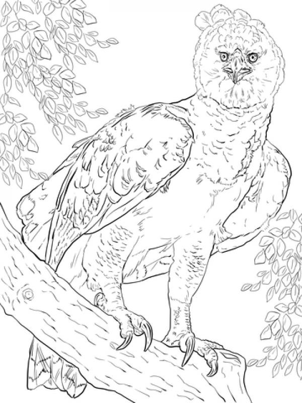 preview Harpy Eagle coloring