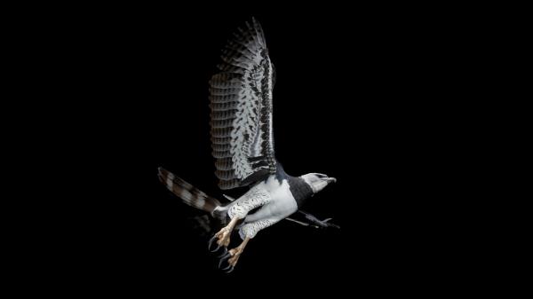 Harpy Eagle svg