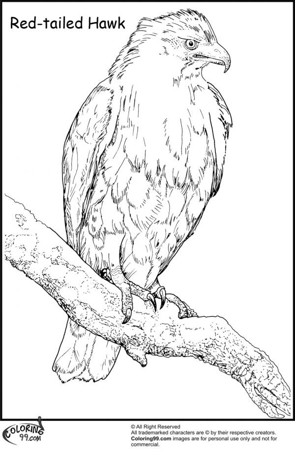 preview Harris Hawk coloring