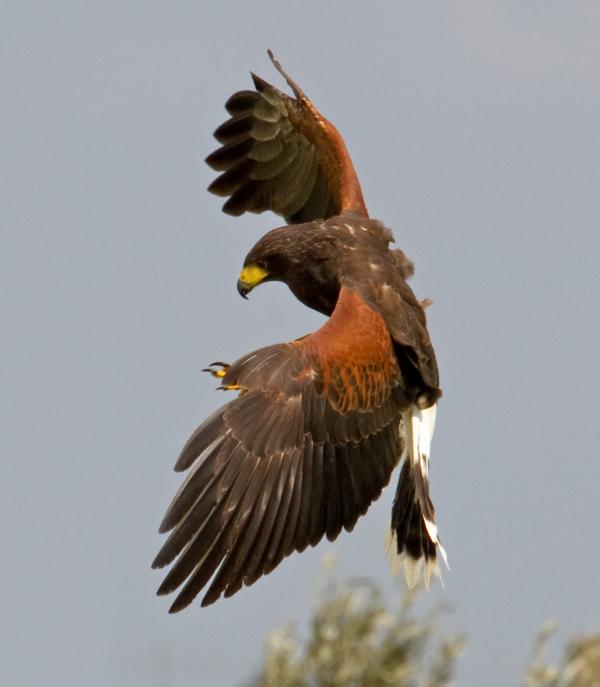 Harris Hawk svg