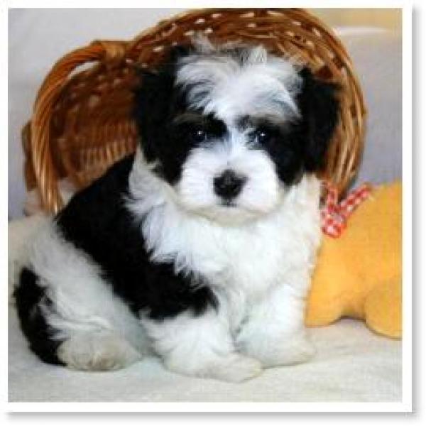 preview Havanese coloring