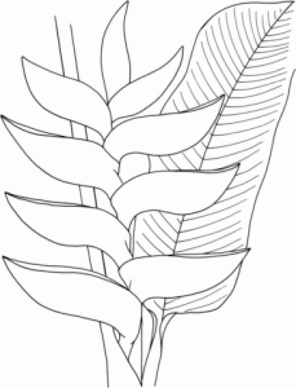 Heliconia coloring