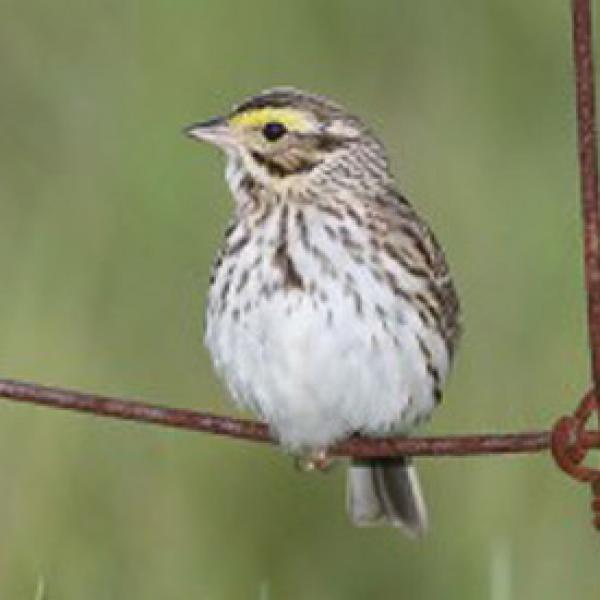 preview Henslow's Sparrow svg