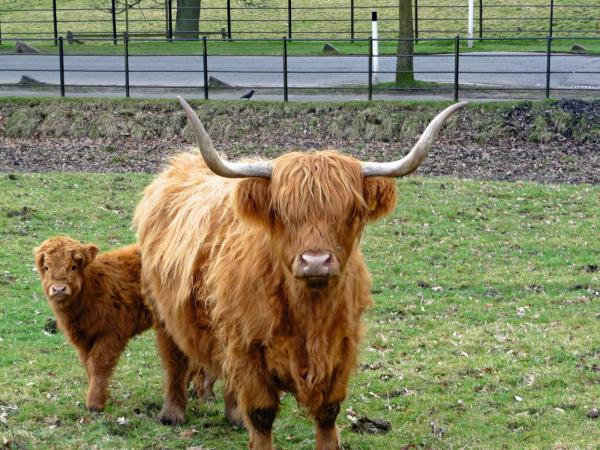 Highland Cattle coloring