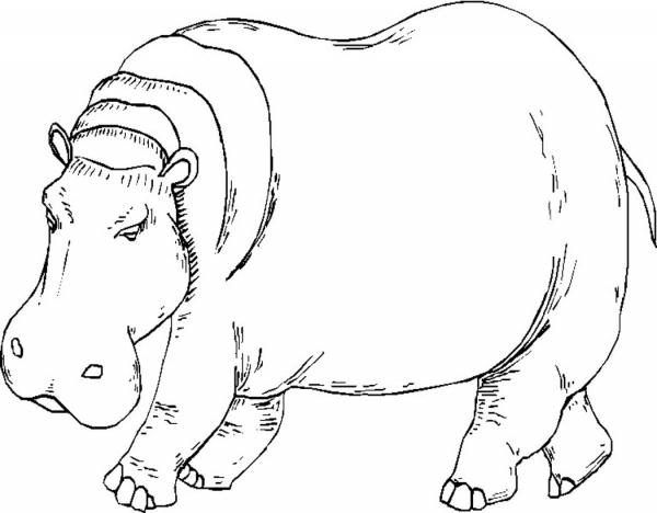 preview Hippo coloring