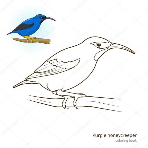 Honeycreeper coloring