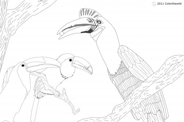 Hornbill coloring