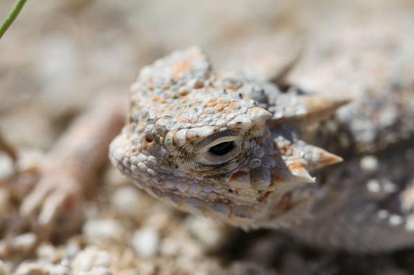 preview Horned Lizard svg