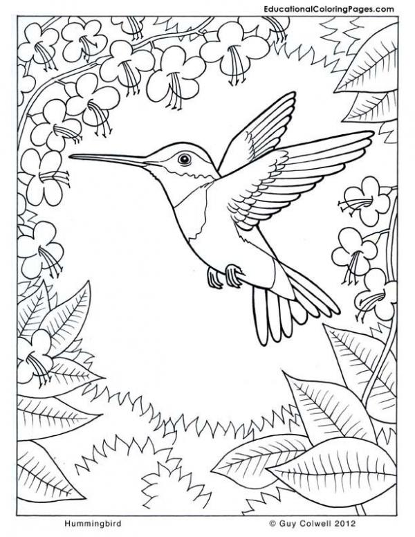 preview Hummingbird coloring