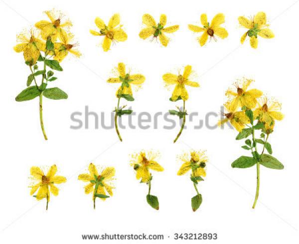 Hypericum clipart