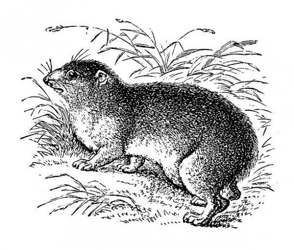 Hyrax clipart