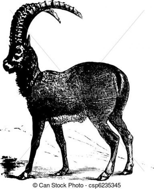 Ibex clipart