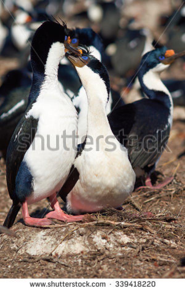 Imperial Shag coloring