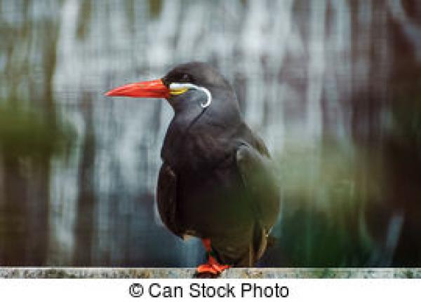 Inca Tern clipart