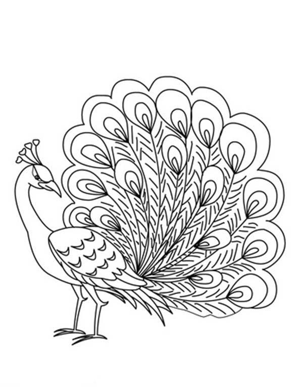 preview Peafowl coloring