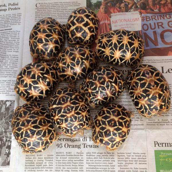 preview Indian Star Tortoise coloring