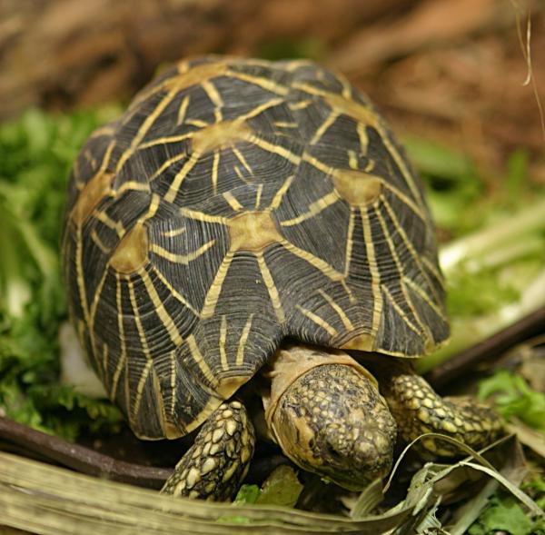 preview Indian Star Tortoise svg