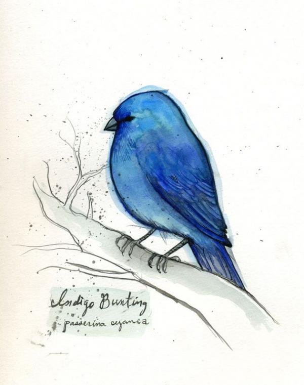 Indigo Bunting clipart