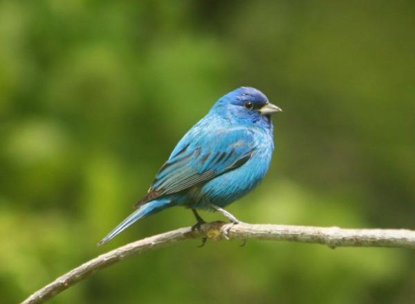 Indigo Bunting coloring