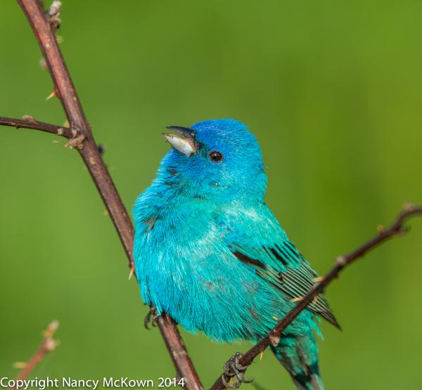 preview Lazuli Bunting coloring