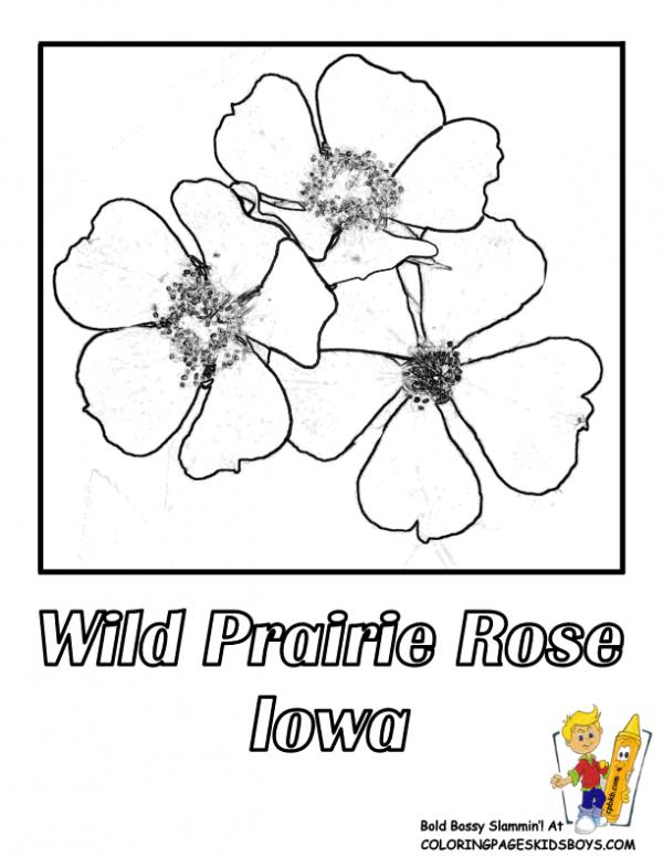 preview Iowa coloring