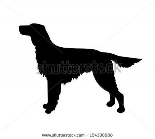 Irish Setter clipart